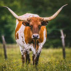 Longhorn steer in a field for the BCI Convention in Texas.